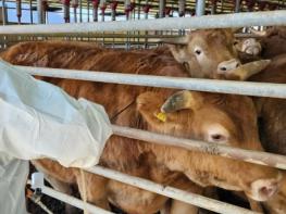 의성군, 상반기 구제역백신 일제접종 실시 기사 이미지