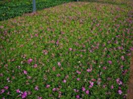 양산시, 봄맞이 꽃길 조성으로 봄 향기 물씬 기사 이미지