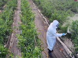 임실군, ‘고추 병해충 공동방제 지원사업’ 추진 기사 이미지