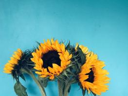 아이브 영역별 패턴해석 (전인유형검사 Intact Pattern test - 성인/ 일반용) ⑥ 기사 이미지